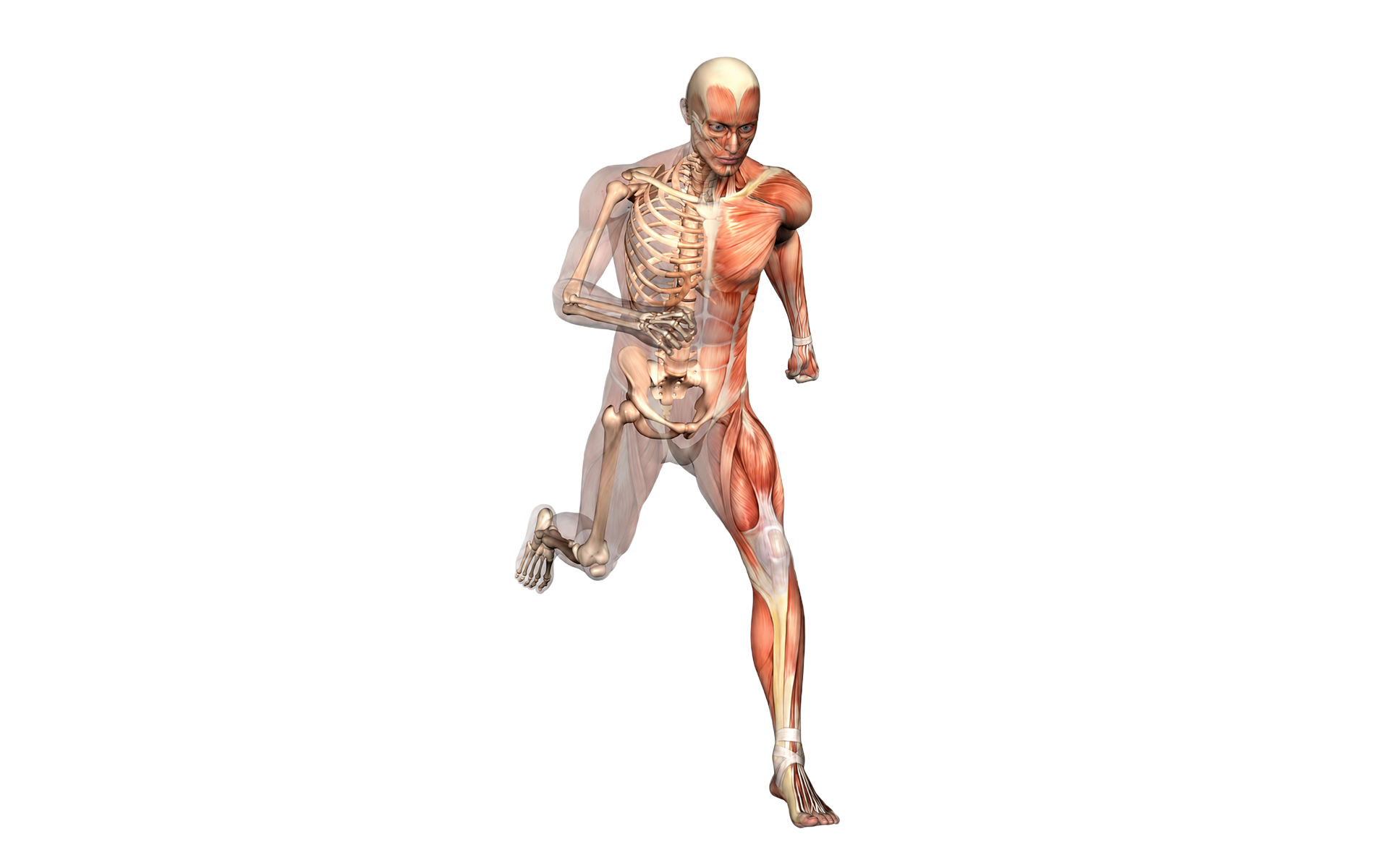 K-Laser Anatomy